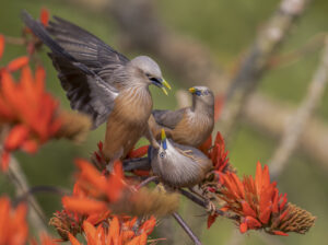 Chestnut-tailed Starling