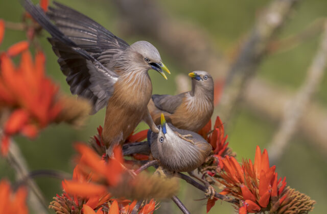 Chestnut-tailed Starling