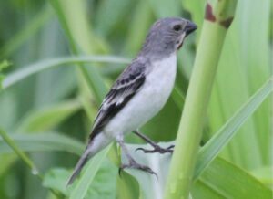Chestnut-throated Seedeater