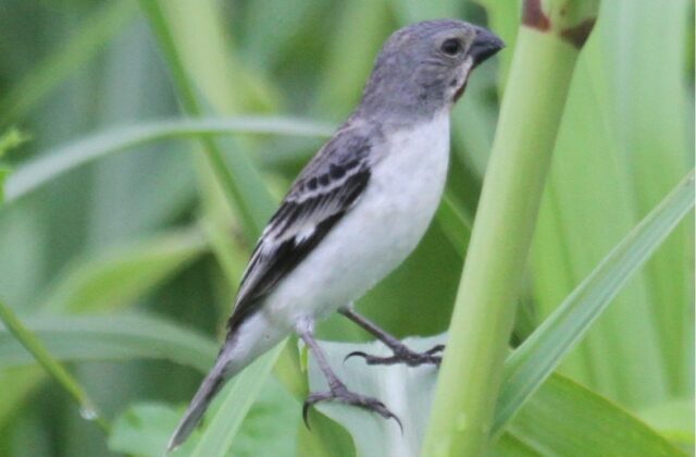 Chestnut-throated Seedeater