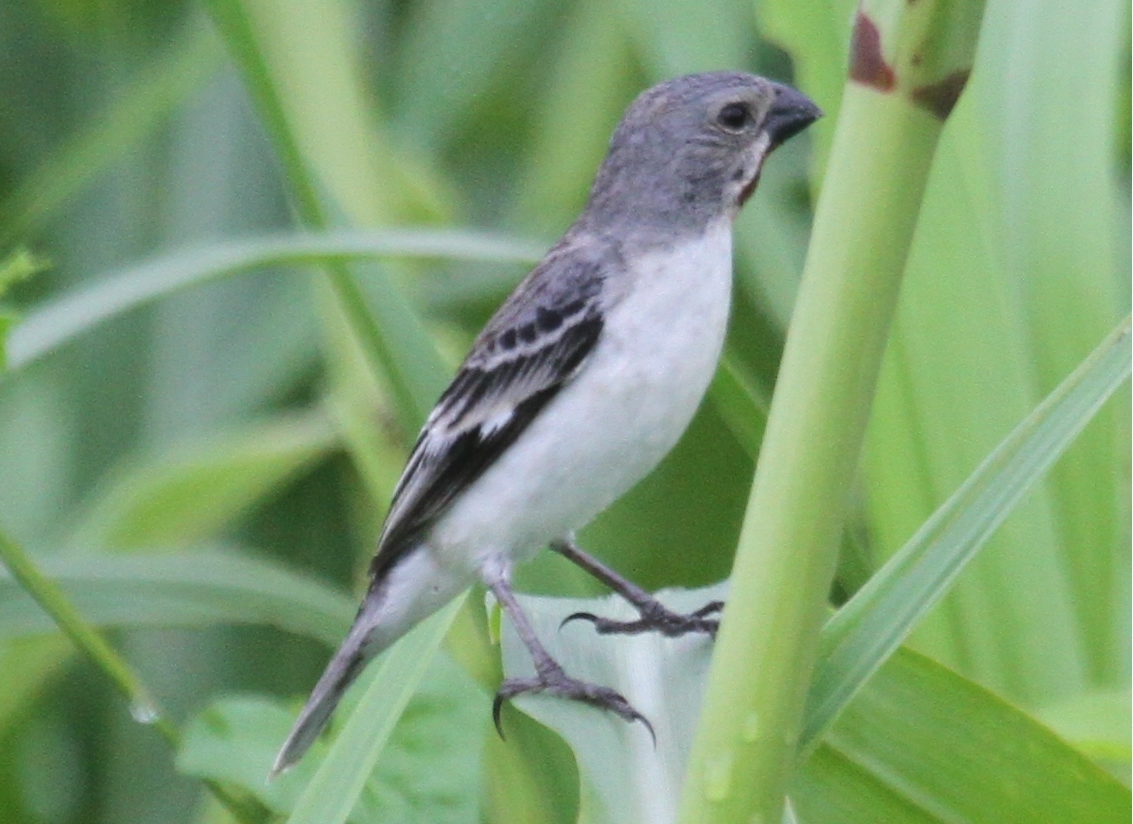 Chestnut-throated Seedeater