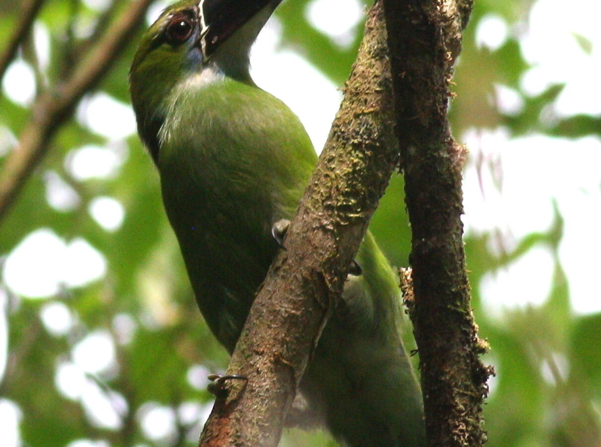 Chestnut-tipped Toucanet