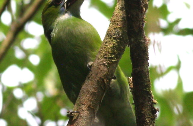 Chestnut-tipped Toucanet