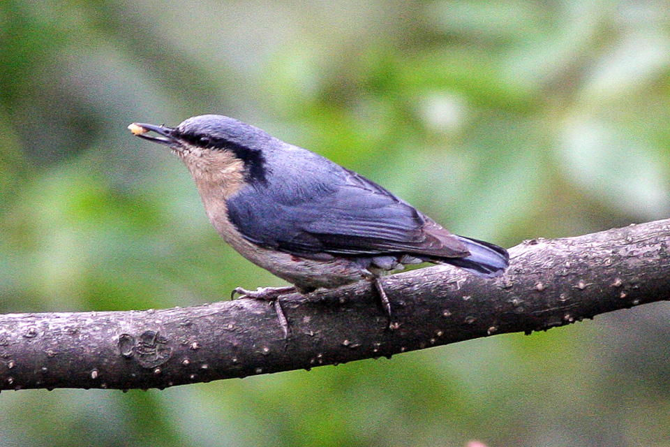Chestnut-vented Nuthatch
