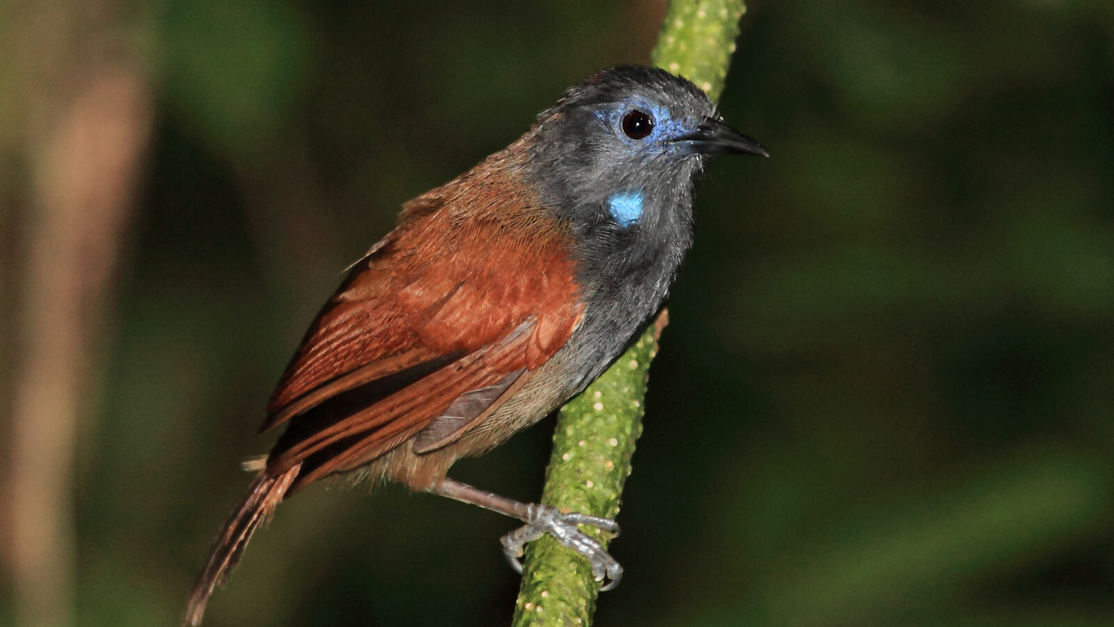 Bicolored Babbler