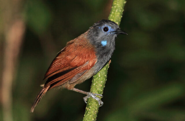 Bicolored Babbler