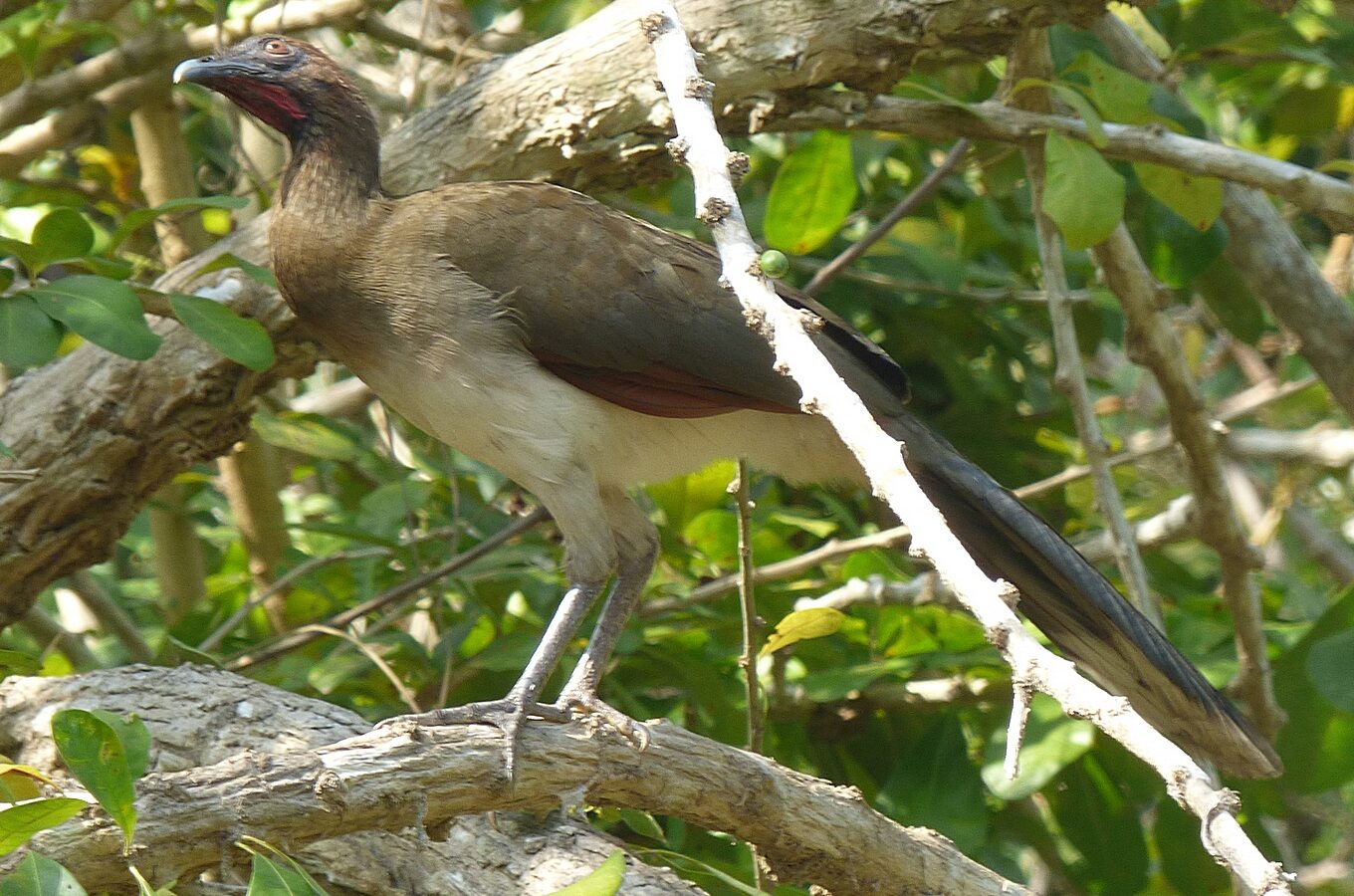 Chestnut-winged Chachalaca
