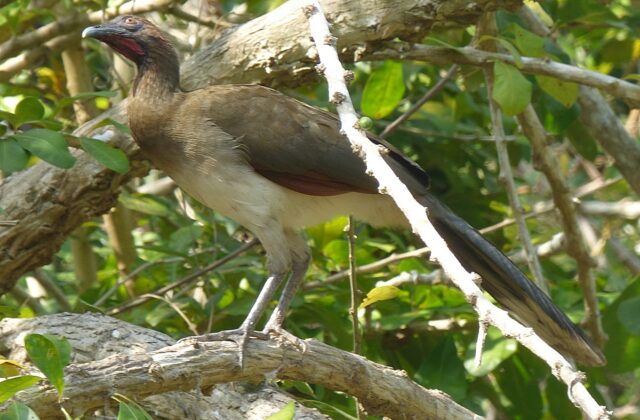 Chestnut-winged Chachalaca