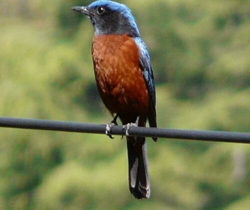 Chestnut-bellied Rock Thrush