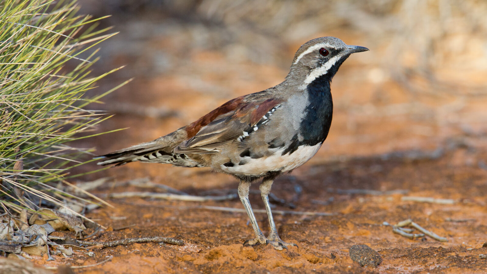 Chestnut Quail-thrush