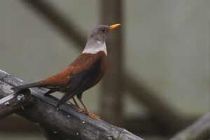 Chestnut Thrush
