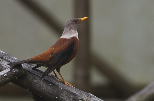 Chestnut Thrush