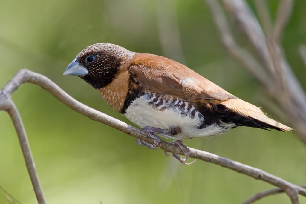 Chestnut-breasted Mannikin