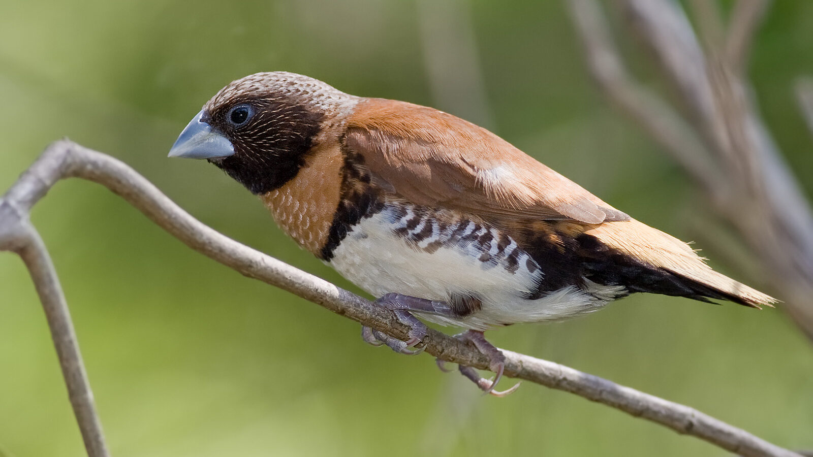 Chestnut-breasted Mannikin