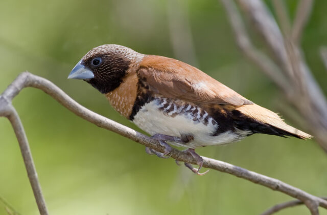 Chestnut-breasted Mannikin