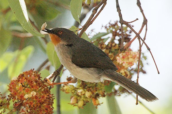 Chestnut-throated Apalis