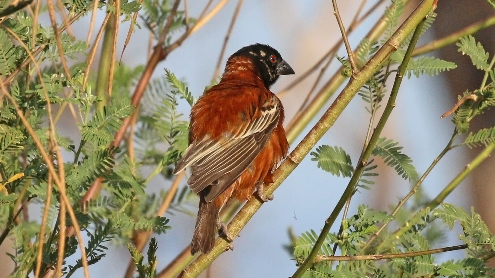 Chestnut Weaver