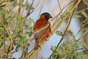 Chestnut Weaver