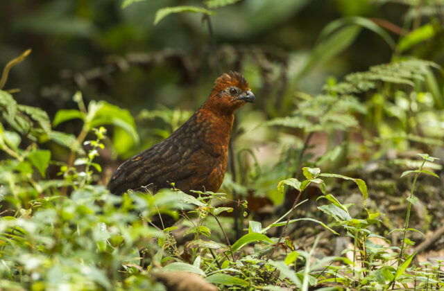 Chestnut Wood Quail