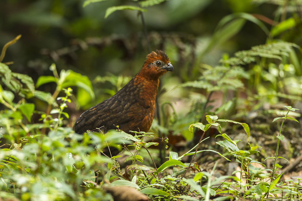 Chestnut Wood Quail