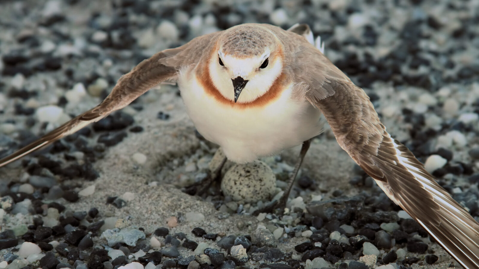Chestnut-banded Plover