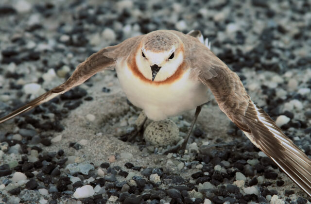 Chestnut-banded Plover