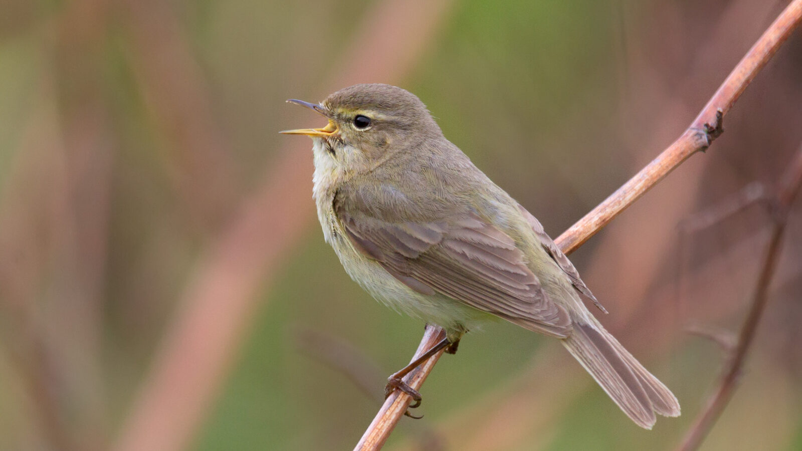 Common Chiffchaff