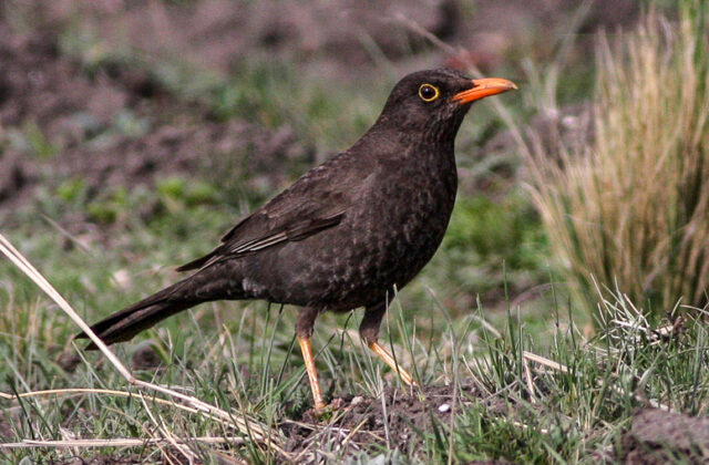Chiguanco Thrush