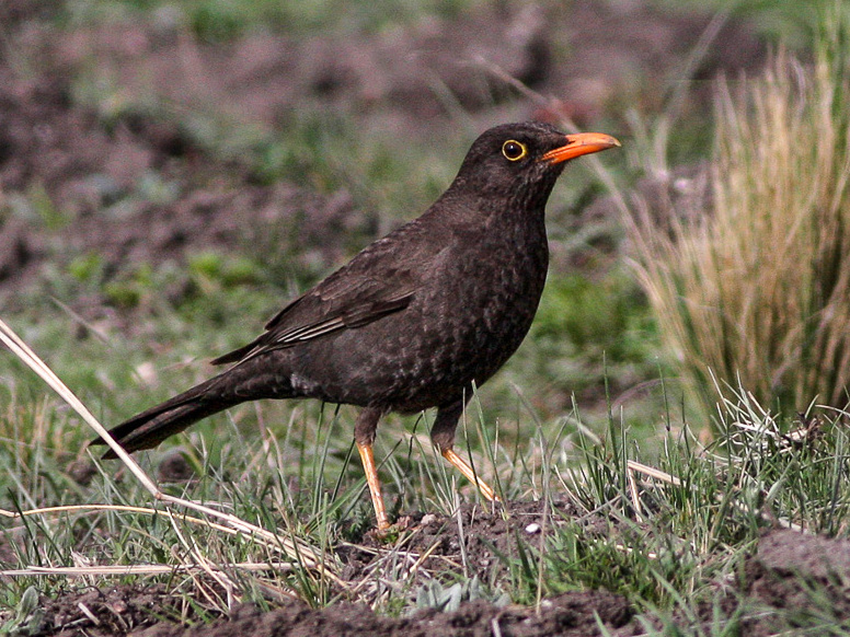 Chiguanco Thrush
