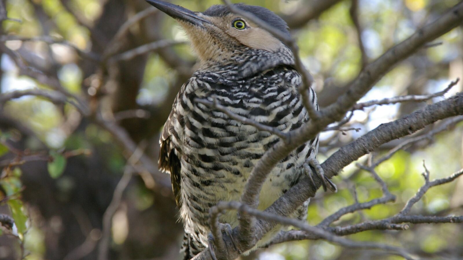 Chilean Flicker