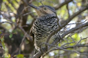 Chilean Flicker