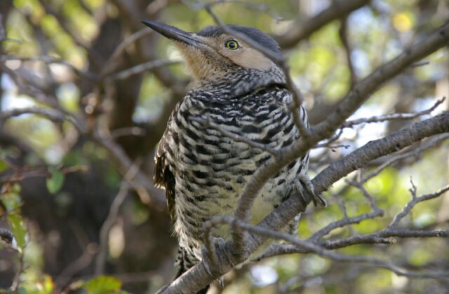 Chilean Flicker