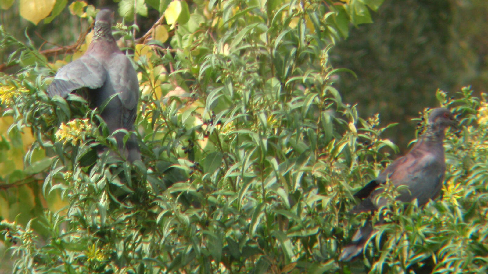 Chilean Pigeon