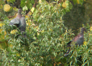 Chilean Pigeon