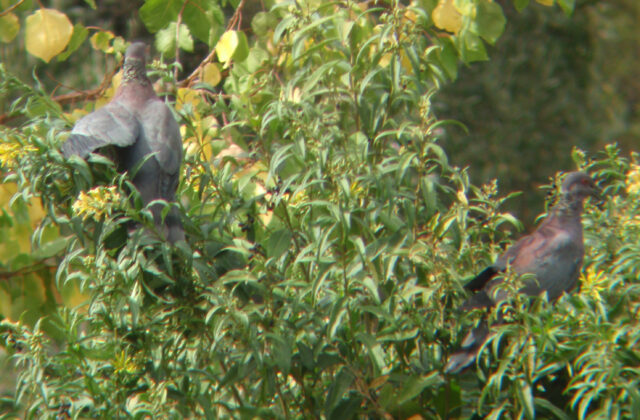 Chilean Pigeon