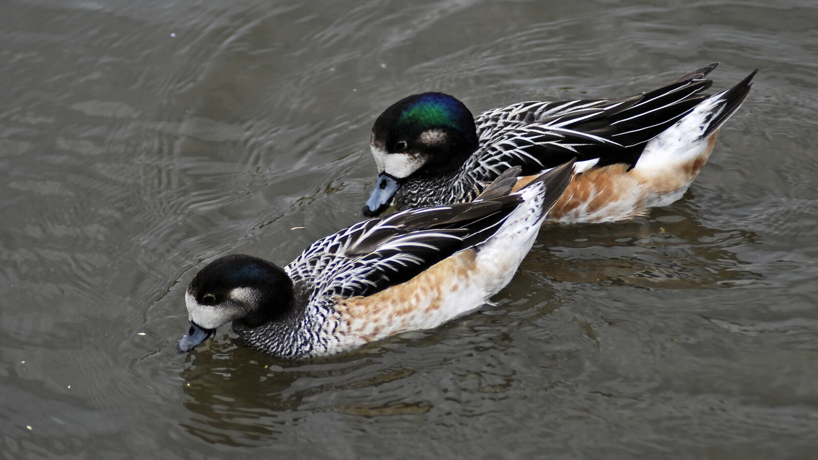Chiloe Wigeon