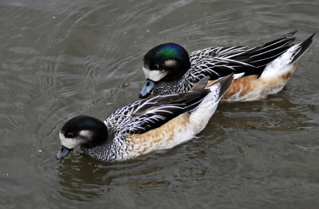 Chiloe Wigeon