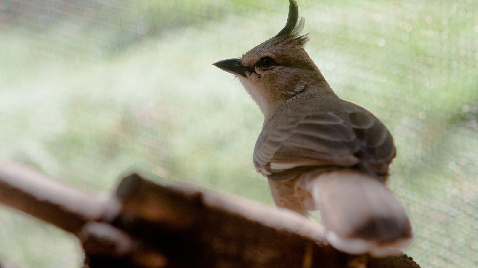 Chiming Wedgebill