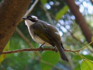 Light-vented Bulbul
