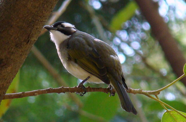 Light-vented Bulbul