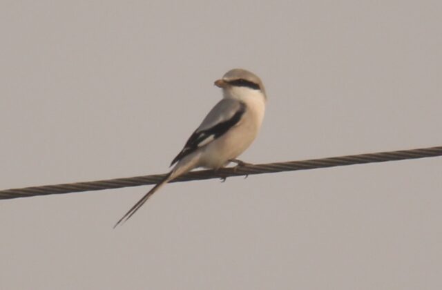Chinese Grey Shrike