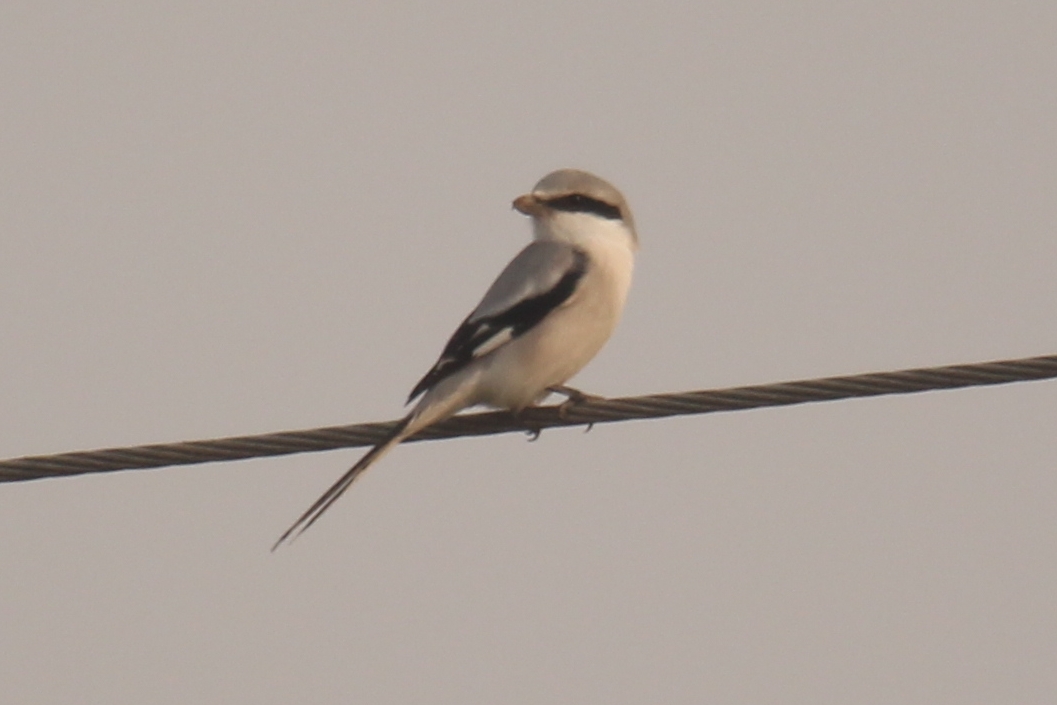 Chinese Grey Shrike