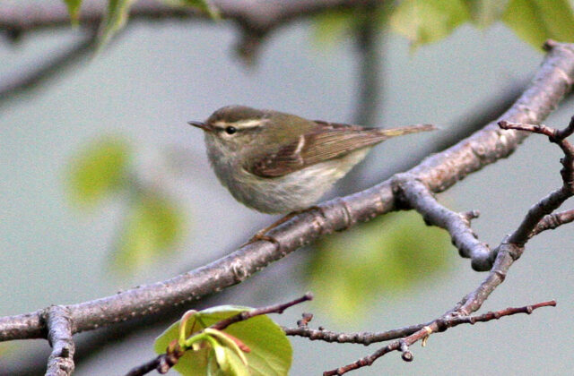 Chinese Leaf Warbler