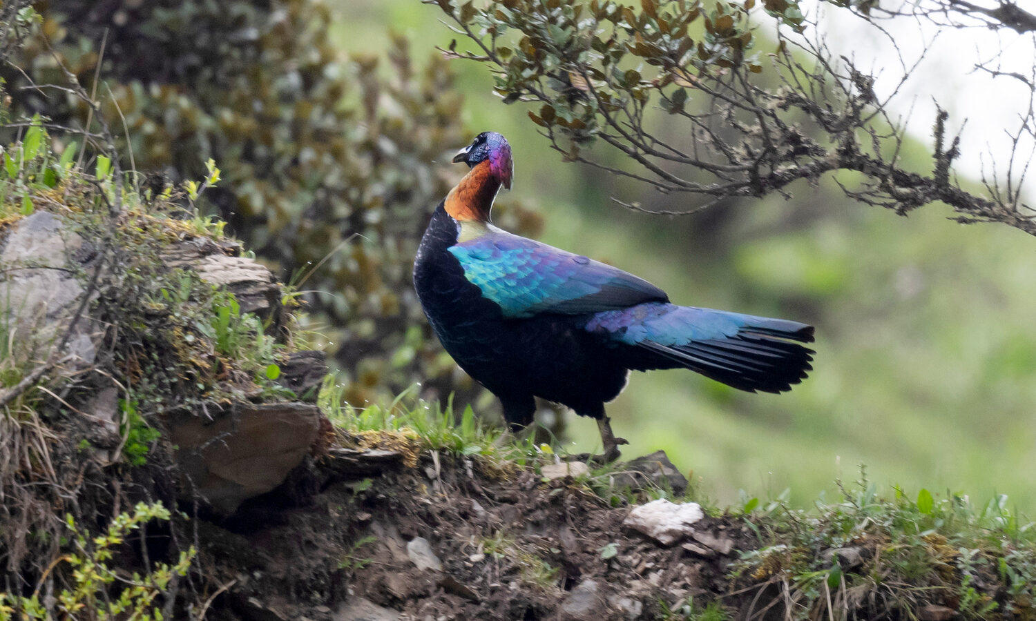 Chinese Monal