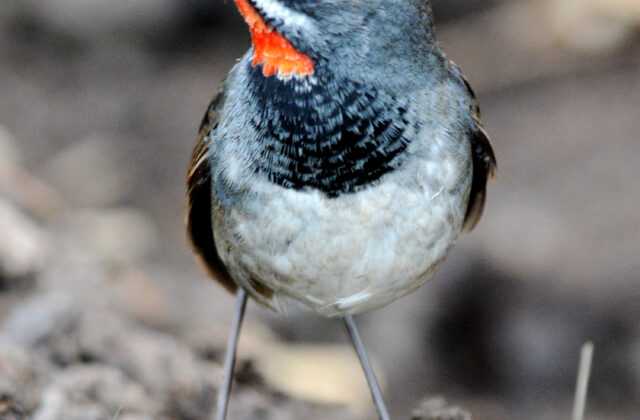 Chinese Rubythroat