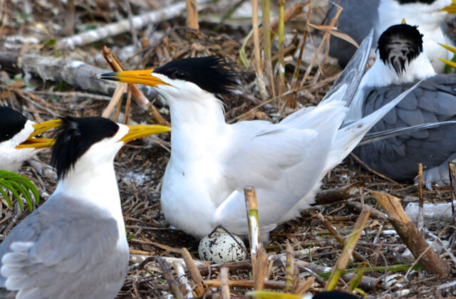 Chinese Crested Tern