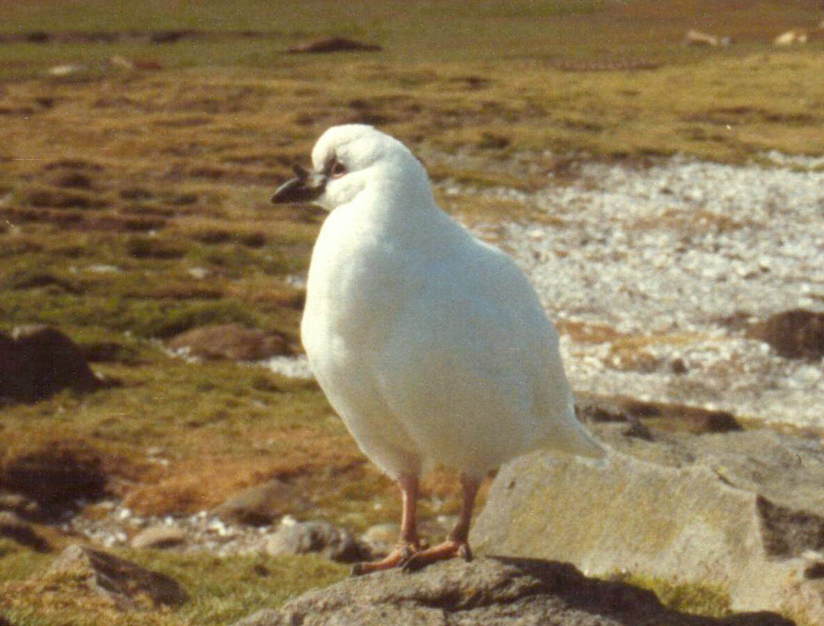 Black-faced Sheathbill