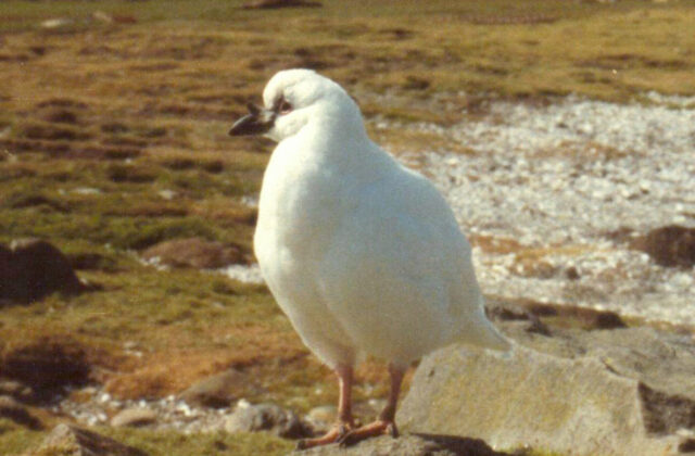 Black-faced Sheathbill