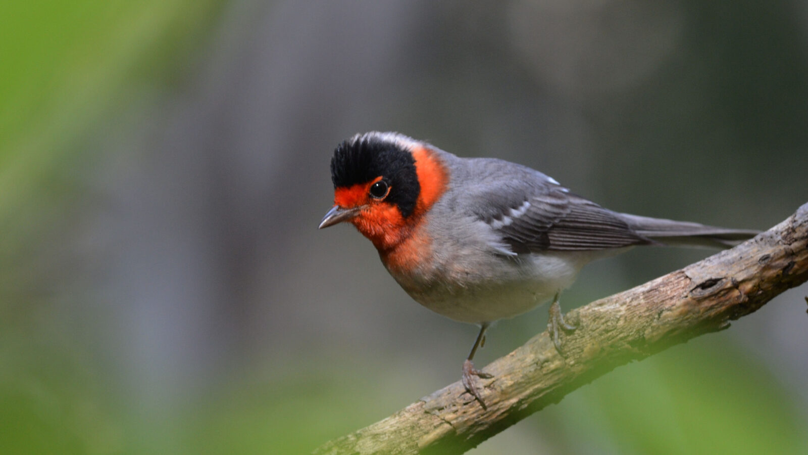 Red-faced Warbler