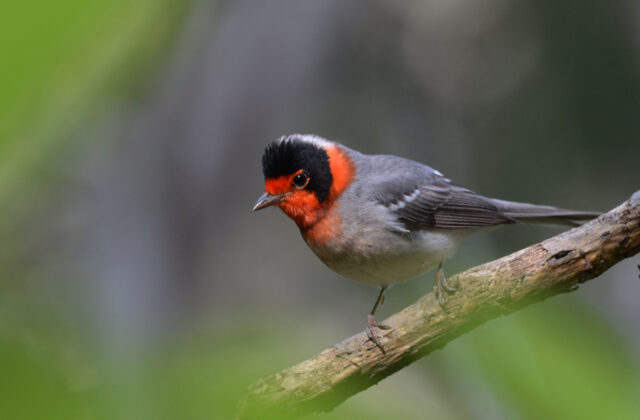 Red-faced Warbler